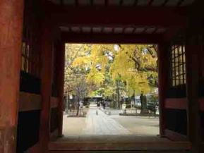colored gingko trees through the gate