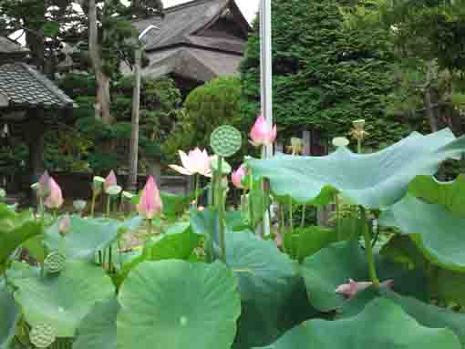 lotus flower in front of Satsudo