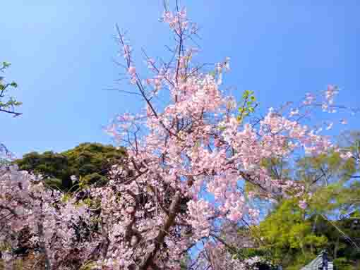 中山法華経寺の枝垂桜