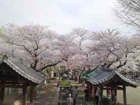 cherry blossoms from Soshido Hall