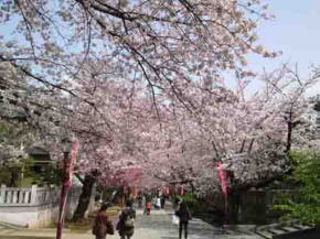 lined cherry trees along the approach