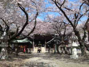 中山法華経寺祖師堂と桜の花