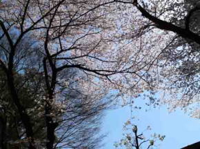 cherry blossoms, woods and the sky