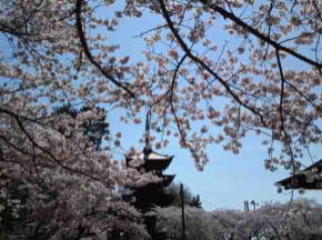 gojyu-no-to and cherry blossoms over the roof