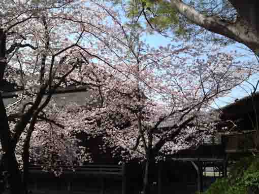 sakura blooming by the Soshido