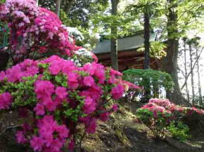 violed azaleas blooming on the hill