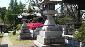 azaleas between the stone lanterns