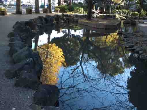 gingko trees in the water