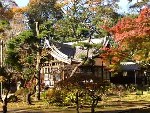 The colored leaves in Guhoji Temple