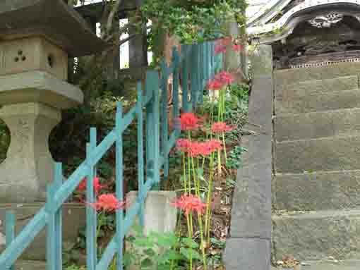 red spider lilies in front of the Satsudo