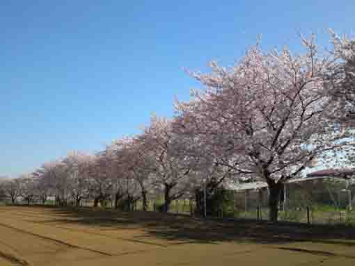 cherry trees on the field