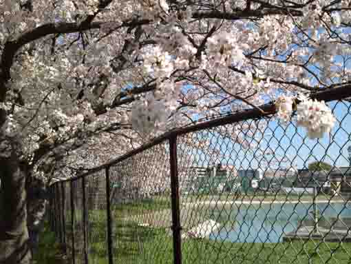 fully blooming cherry blossoms by the pond