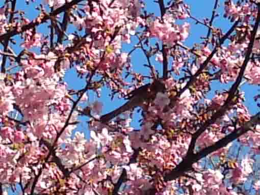 a bird in cherry blossoms