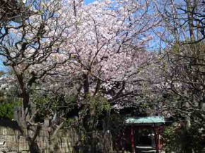 the red gate and cherry blossoms