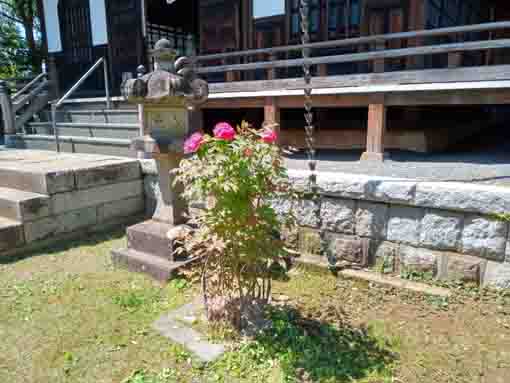 遠寿院荒行堂前に咲く牡丹の花