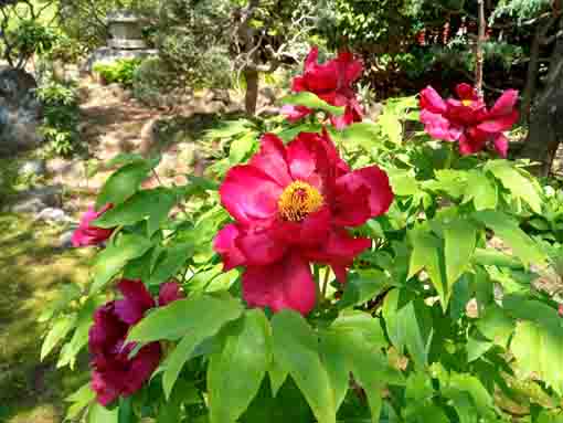 遠壽院に咲く牡丹の花２