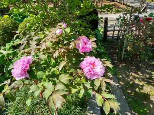 遠壽院に咲くピンクの牡丹