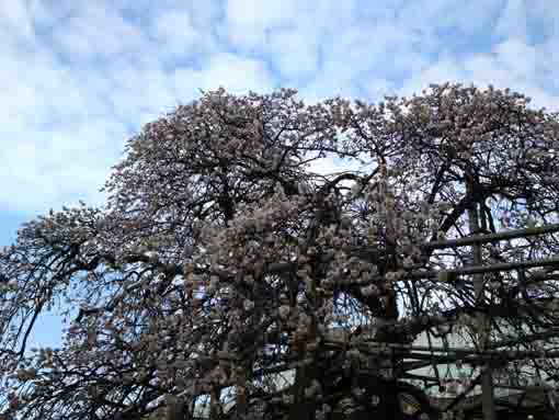 white plum blossoms in the sky