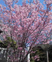 pink cherry blossoms beside the gate