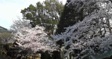 cherry trees in Onjuin Temple