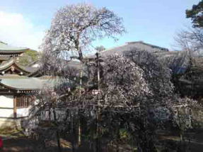 the ume tree in front of the main hall