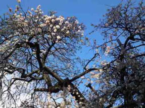 white ume blossoms and the blue sky