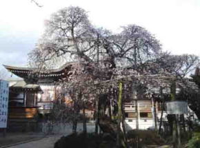 the old plum tree given by Maeda Family