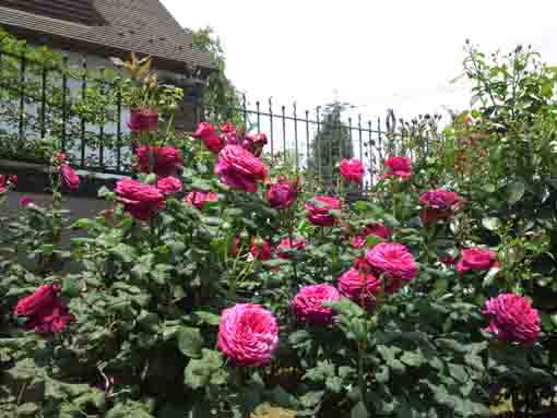 red rose and Higashiyama Kaii Memorial Hall