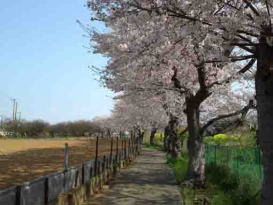 a field and cherry trees along a path