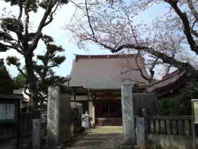 a cherry tree beside the gate of Myoshoji