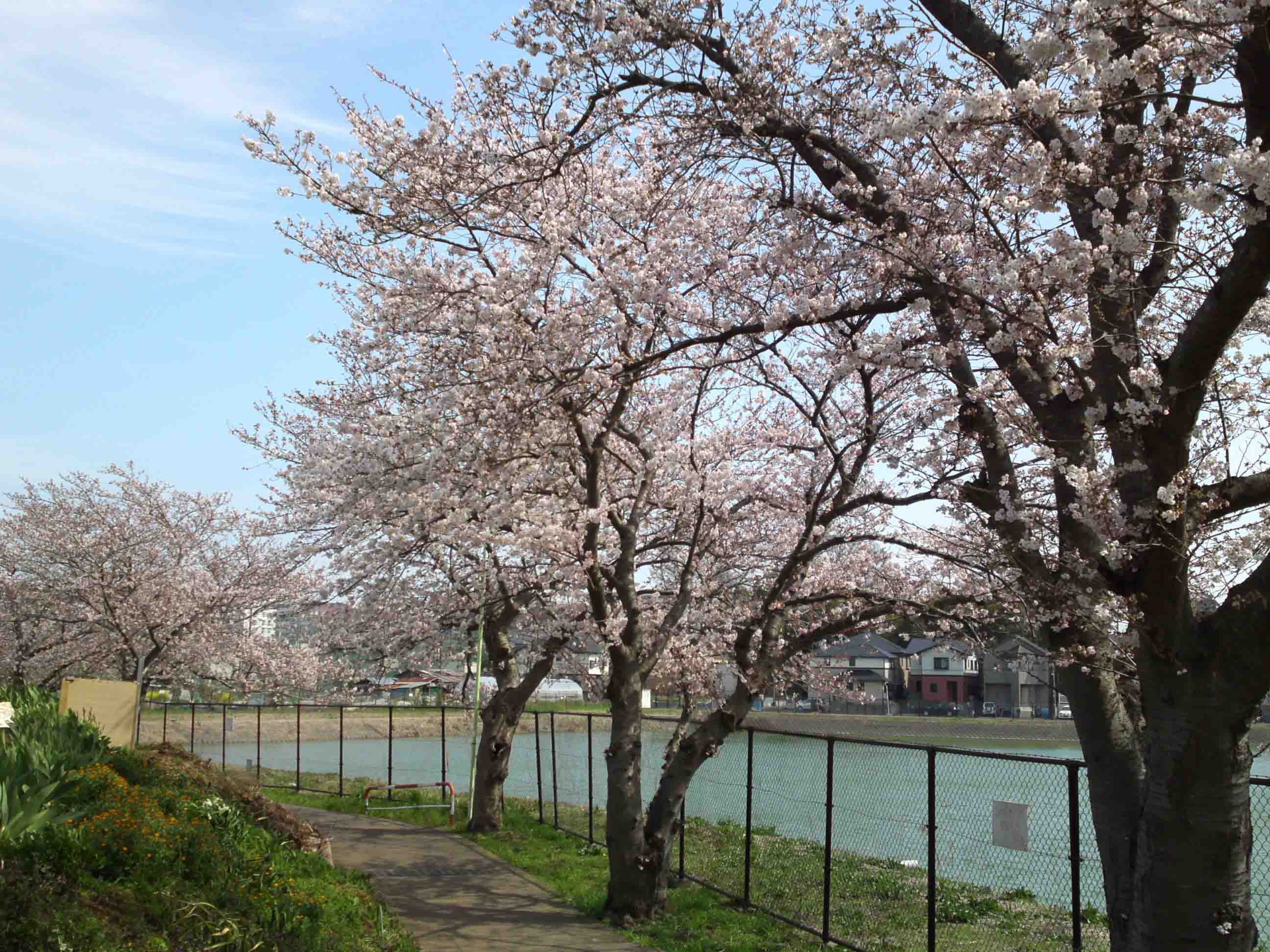 cherry trees lining along the pond
