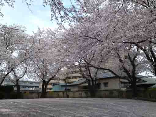 the seven sutra mounds under sakura