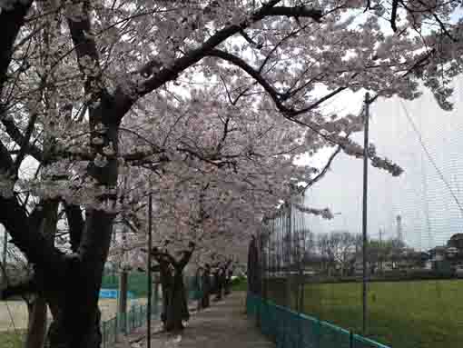 cherry trees lining along the ground