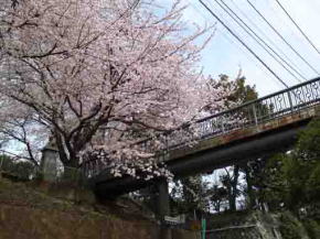 the cherry tree and the bridge