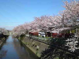 lined cherry trees along Ogashiwagawa