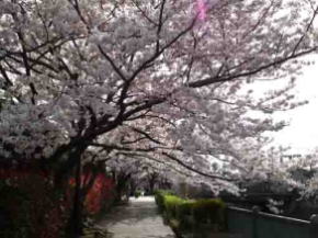 cherry trees in fine day at Oogashiwagawa