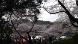 cherry blossoms in Satomi Park