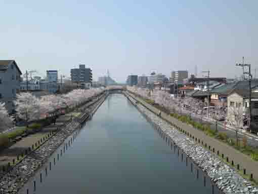Cherry Blossoms along Shinkawa River