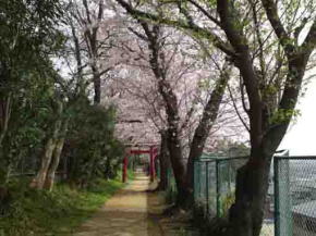 the 2nd torii gate and cherry trees