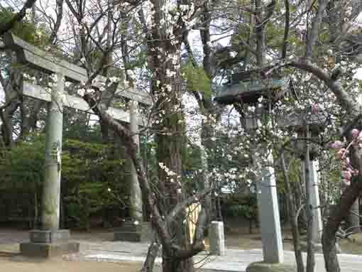 ume blossoms and the first torii gate