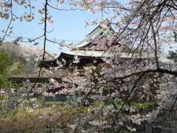 cherry blossoms in Tekonareishindo