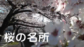 桜の名所のスライドショー動画へのボタン