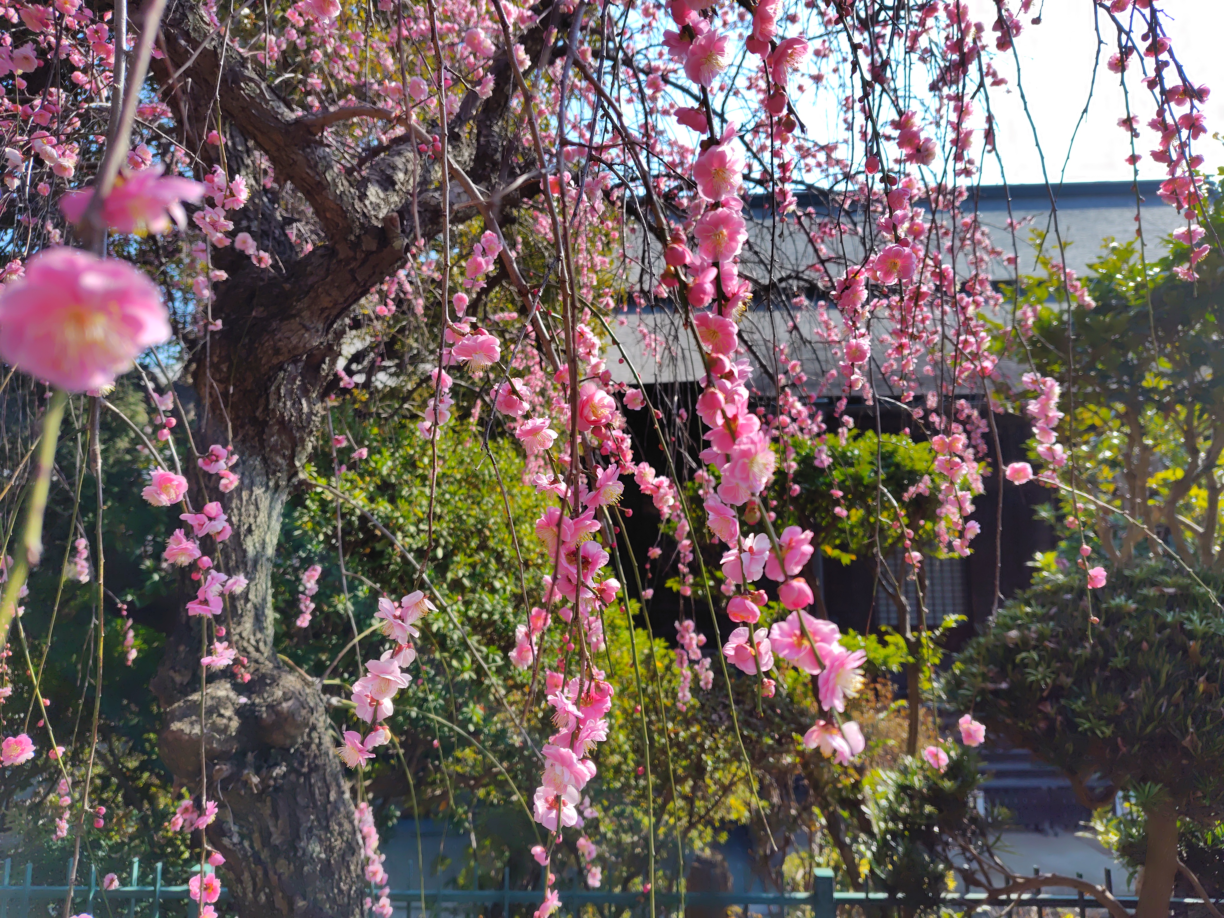 �ߘa�W�N�@�،o���F���~���O�̂�����~�R