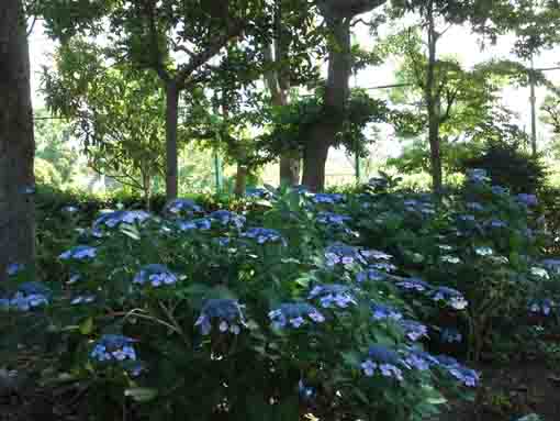 blue ajisai flowers in Dairokuten