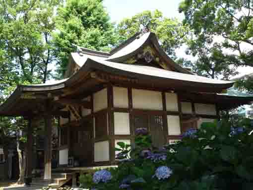 ajisai flowers and Dairokuten Hall