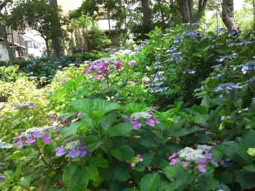 colorful ajisai flowers bloomin in Dairokuten