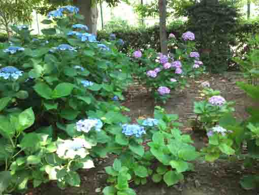 pink ajisai flowers in blue