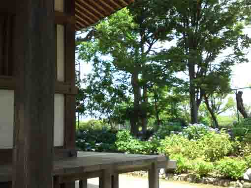 ajisai flowers from the main hall