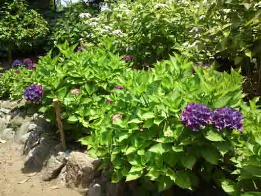 purple ajisai blossoms in Dairokuten