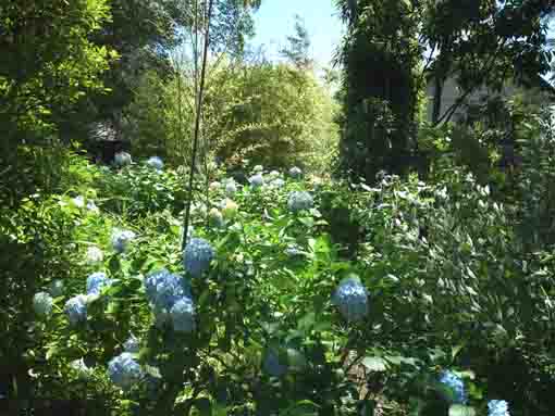 blue ajisai flowers blooming in Ekoin